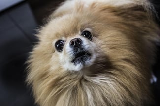 20twenty-dog-5205899_1920