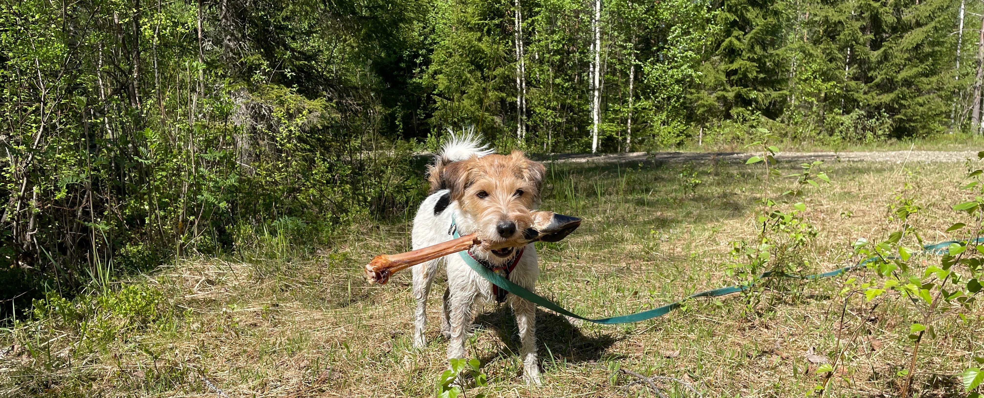 löytyi vain sorkka!