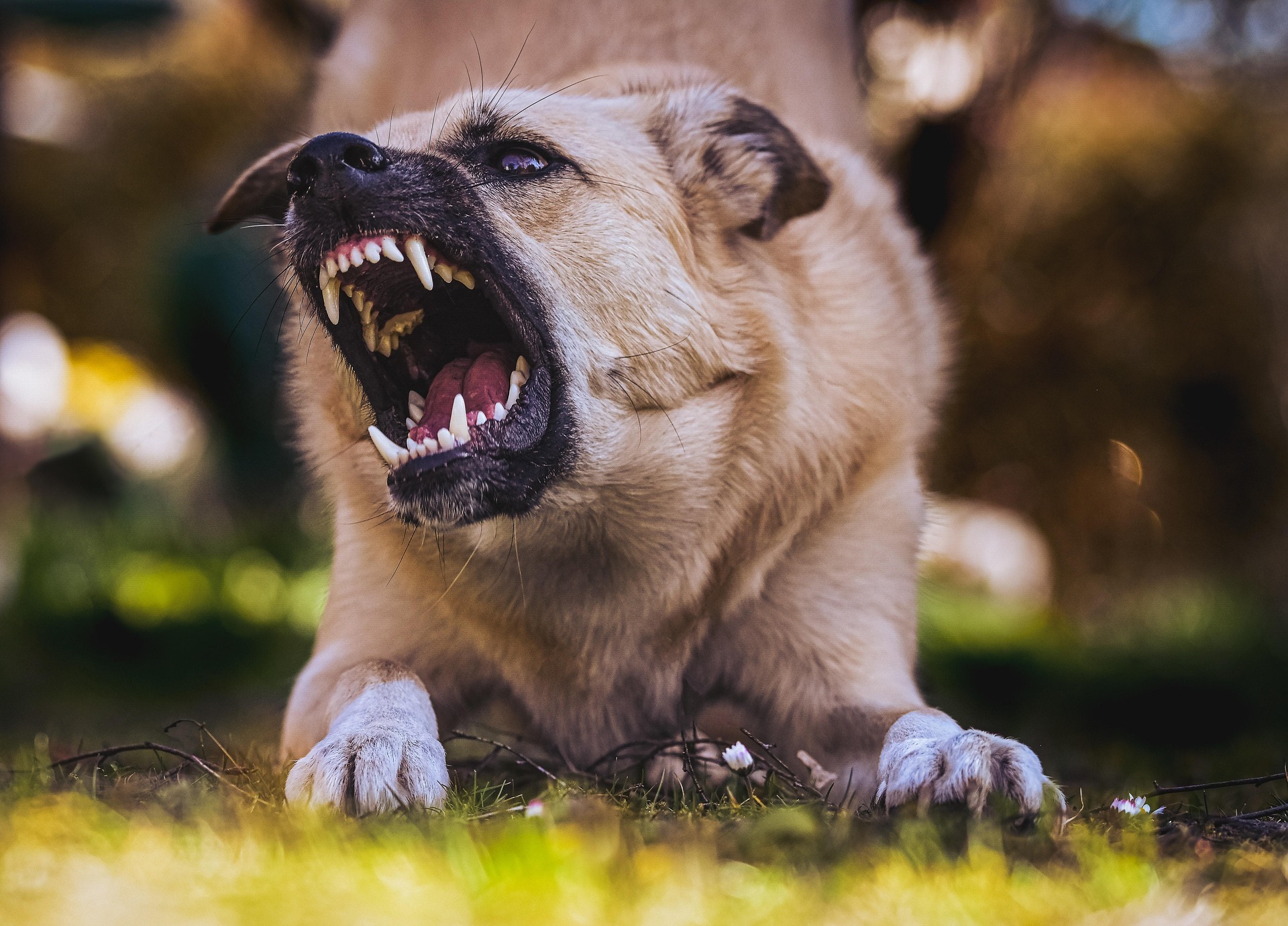 alexas_fotos-dog-6960835_1920
